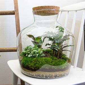 Diy terrarium -  fat joe - ↕ 30 cm