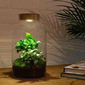 Diy terrarium - milky coffea met lamp - ↕ 31 cm  - normal