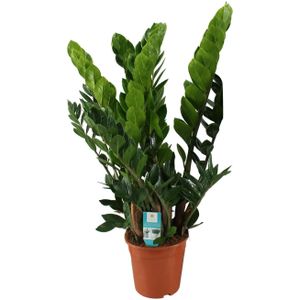 Zamioculcas zamiifolia zamioculcas zamiifolia - ø21cm - ↕80cm