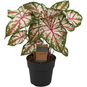 Caladium tapestry - 65 cm - ø21cm