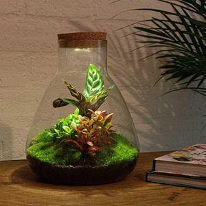 Diy terrarium - sam calathea with light - ↕ 30 cm