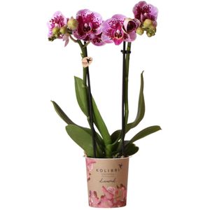 Kolibri orchids | roze paarse phalaenopsis orchidee - el salvador - potmaat ø9cm | bloeiende kamerplant - vers van de kweker kolibri orchids | roze paarse phalaenopsis orchidee - el salvador - potmaat ø9cm | bloeiende kamerplant - vers van de kweker