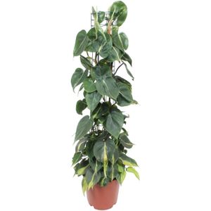 Philodendron scandens brasil - ø24cm - ↕120cm