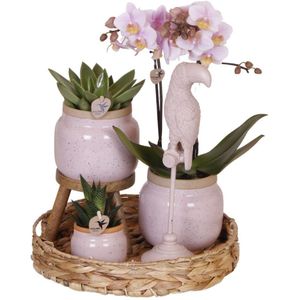 Roze phalaenopsis orchidee - andorra - potmaat ø9cm| gift set romantic| plantenset met roze phalaenopsis orchidee en succulenten incl. Keramieken sierpotten