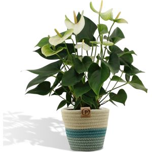 Anthurium andreanum namora incl. Pure mand - 45cm - ø12