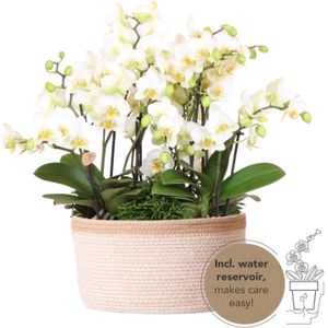 Kolibri orchids | witte phalaenopsis orchidee - lausanne - potmaat ø9cm | bloeiende kamerplant - vers van de kweker kolibri orchids | witte plantenset in cotton basket incl. Waterreservoir | drie witte orchideeën lausanne 9cm en drie groene planten