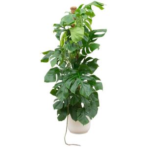 Monstera pertusum xl inclusief elho vibes fold round wit ø30 - 150 cm