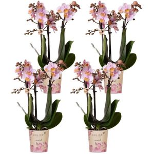 Kolibri orchids | roze phalaenopsis orchidee - andorra - potmaat ø9cm | bloeiende kamerplant - vers van de kweker kolibri orchids | combi deal van 4 roze phalaenopsis orchideeën - andorra - potmaat ø9cm | bloeiende kamerplant - vers van de kweker