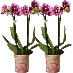 Kolibri orchids | roze paarse phalaenopsis orchidee - el salvador - potmaat ø9cm | bloeiende kamerplant - vers van de kweker kolibri orchids | combi deal van 2 roze paarse phalaenopsis orchideeën - el salvador - potmaat ø9cm | bloeiende kamerplant - vers