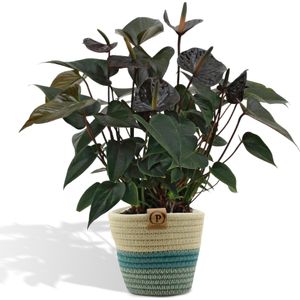 Anthurium andreanum black love incl. Pure mand - 45cm - ø12