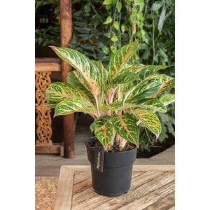 Aglaonema coco melon - ø19cm - ↕60cm