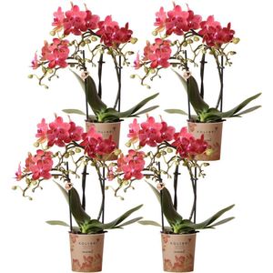 Kolibri orchids | rode phalaenopsis orchidee - congo - potmaat ø9cm | bloeiende kamerplant - vers van de kweker kolibri orchids | combi deal van 4 oranje phalaenopsis orchideeën - congo - potmaat ø9cm | bloeiende kamerplant - vers van de kweker