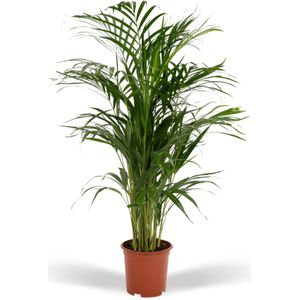 Areca palm  - ø19cm - ↕85cm