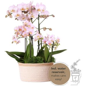 Kolibri orchids | roze phalaenopsis orchidee -mineral kikion - potmaat ø12cm | bloeiende kamerplant - vers van de kweker kolibri orchids | roze plantenset in cotton basket incl. Waterreservoir | drie roze orchideeën en drie groene planten rhipsalis |