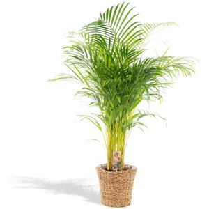 Areca palm areca met mand - ↨110cm -ø21cm