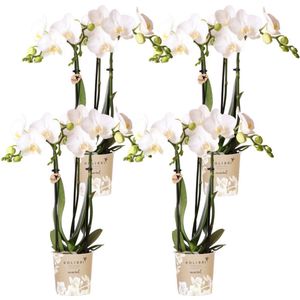 Witte phalaenopsis orchidee - combi deal van 4 witte phalaenopsis orchideeën - amabilis - potmaat ø9cm | bloeiende kamerplant - vers van de kweker