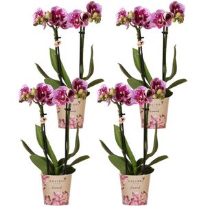 Roze paarse phalaenopsis orchidee - el salvador - potmaat ø9cm combi deal van 4 orchideeën