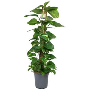 Scindapsus epipremnum - ø24cm - ↕120cm