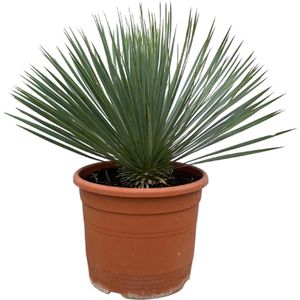 Yucca rostrata op stam - 70 cm - ø27
