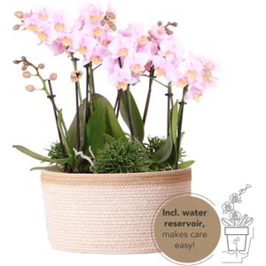Kolibri orchids | roze phalaenopsis orchidee - andorra - potmaat ø9cm | bloeiende kamerplant - vers van de kweker kolibri orchids | roze plantenset in cotton basket incl. Waterreservoir | drie roze orchideeën andorra 9cm en drie groene planten | jungle