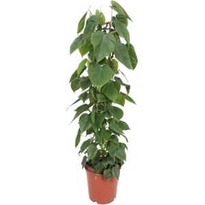 Philodendron scandens - ø24cm - ↕120cm