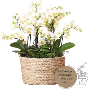 Kolibri orchids | witte phalaenopsis orchidee - lausanne - potmaat ø9cm | bloeiende kamerplant - vers van de kweker kolibri orchids | witte plantenset in reed basket incl. Waterreservoir | drie witte orchideeën lausanne 9cm en drie groene planten