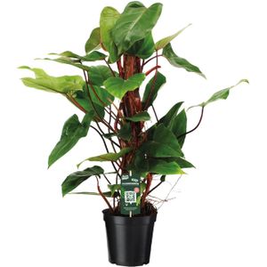 Philodendron red emerald - ø19 ↕80