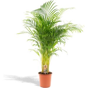 Areca palm areca palm - ø24cm - ↕130cm