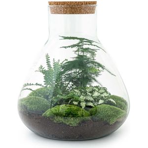 Diy terrarium - sam xl - ↕ 35 cm