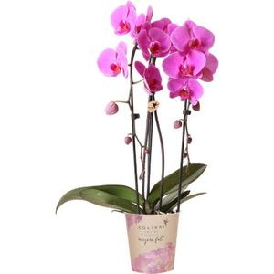 Kolibri orchids | roze phalaenopsis orchidee - niagara fall  - potmaat ø12cm | bloeiende kamerplant - vers van de kweker kolibri orchids | roze phalaenopsis orchidee - niagara fall  - potmaat ø12cm | bloeiende kamerplant - vers van de kweker