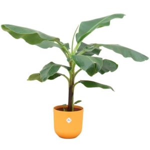 Combi deal - bananenplant (musa) inclusief elho jazz round geel ø23 - 100 cm combi deal - bananenplant (musa) inclusief elho jazz round geel ø23 - 100 cm