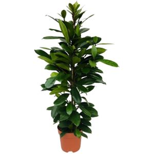 Ficus cyathistipula - ø21cm - ↕105cm ficus cyathistipula - ø21cm - ↕105cm