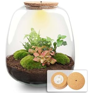 Plant terrarium - Emma - DIY kit - ↑ 25 cm - Ø 23 cm - Hedera Red + LED