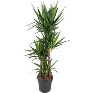 Palmlelie - Yucca Elephantipe XL hoogte 180cm potmaat 34cm