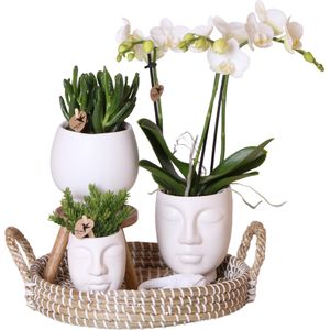 Kolibri orchids | witte phalaenopsis orchidee - amabilis - potmaat ø9cm | bloeiende kamerplant - vers van de kweker kolibri orchids | complete plantenset face-2-face wit  | groene planten met witte phalaenopsis orchidee in scandic wit sierpot en