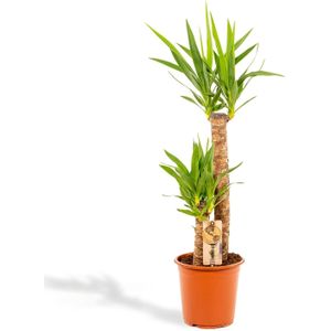 Yucca yucca - ø21cm - ↕100cm