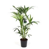 Kentiapalm - Howea Forsteriana - Ø19cm - Hoogte 80cm - Elegante Kamerplant