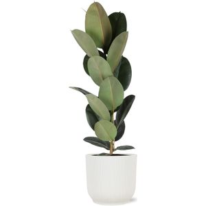 Ficus elastica robusta - ø21cm - ↕90cm  in vibes wit pot