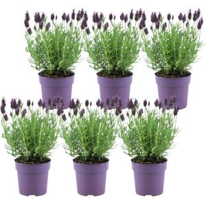 Lavandula stoechas anouk lavandula stoechas anouk® - 12 cm pot - set van 6 kuiflavendel