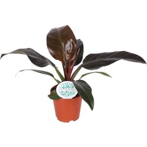 Philodendron imperial red - ø17cm - ↕50cm