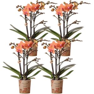 Oranje phalaenopsis orchidee - mineral bolzano - potmaat ø9cm combi deal van 4 oranje phalaenopsis orchideeën - bolzano - potmaat ø9cm | bloeiende kamerplant - vers van de