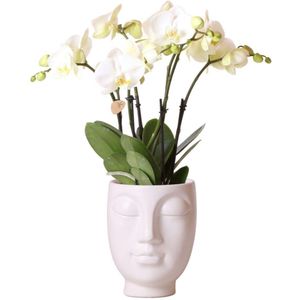 Kolibri orchids | witte phalaenopsis orchidee potmaat - jewel ghent - potmaat ø12cm | bloeiende kamerplant - vers van de kweker kolibri orchids | witte phalaenopsis orchidee jewel ghent in face-2-face white - ø12cm