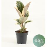 Ficus elastica tineke - ø14cm - ↕45cm