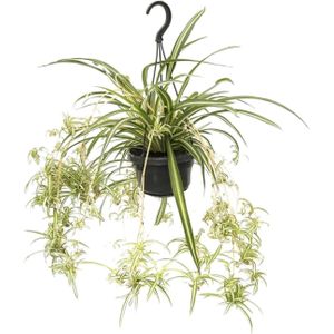 Chlorophytum comosum variegatum - ø14cm - ↕55cm