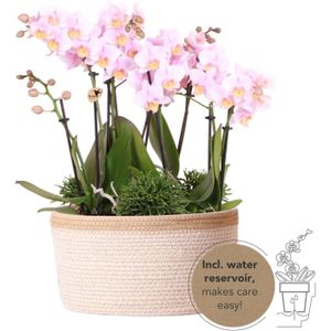 Kolibri orchids | roze phalaenopsis orchidee - andorra - potmaat ø9cm | bloeiende kamerplant - vers van de kweker kolibri orchids | roze plantenset in cotton basket incl. Waterreservoir | drie roze orchideeën andorra 9cm en drie groene planten rhipsalis |