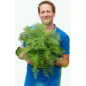 Asplenium parvati (moedervaren) sierplant  hoogte ↕45 cm ø21