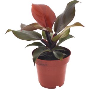 Philodendron imperial red - ø12cm - ↕25cm philodendron imperial red - ø12cm - ↕25cm