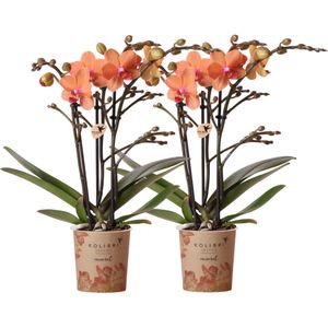 Kolibri orchids | oranje phalaenopsis orchidee - mineral bolzano - potmaat ø9cm | bloeiende kamerplant - vers van de kweker kolibri orchids | combi deal van 2 oranje phalaenopsis orchideeën - bolzano - potmaat ø9cm  bloeiende kamerplant - vers van de