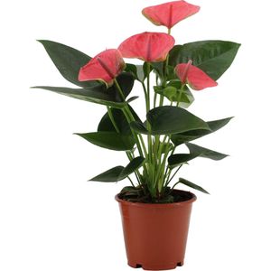 Anthurium sweet dream  - ø12cm - ↕36cm