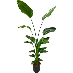 Paradijsvogelplant - Strelitzia Nicolai hoogte 180cm potmaat 27cm